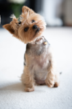 Yorkshire Terrier Being Cute