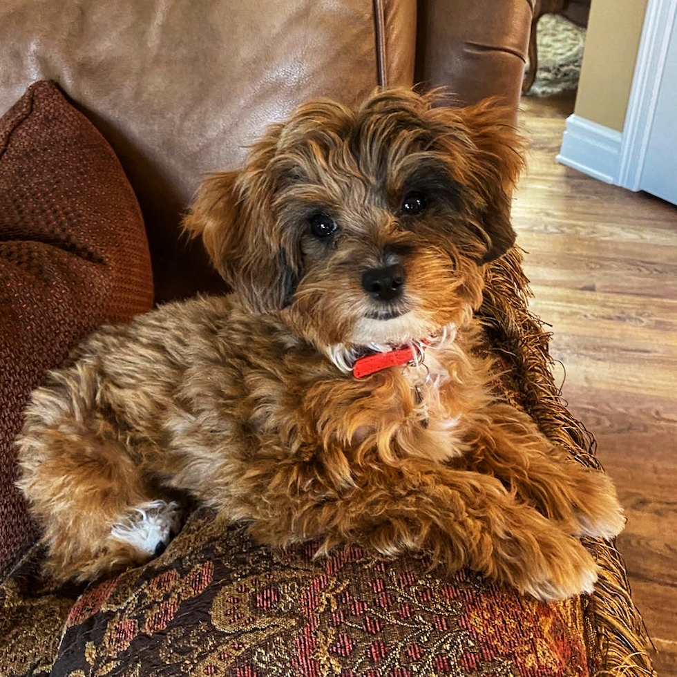 Cute Mini Aussiedoodle Poodle Mix Pup