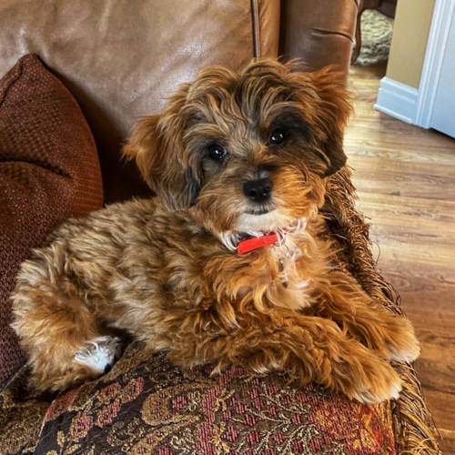 Cute Mini Aussiedoodle Poodle Mix Pup