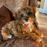 Cute Mini Aussiedoodle Poodle Mix Pup