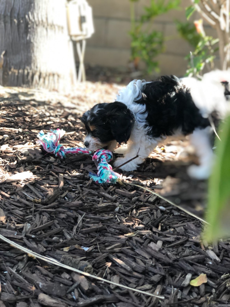 Cute Mini Bernedoodle Pup