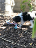 Cute Mini Bernedoodle Pup