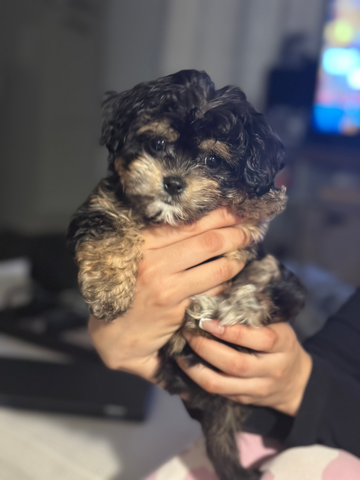 a very small cavachon black and tan being held up by a person 