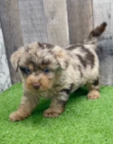 Mini Labradoodle Being Cute
