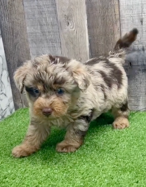 Mini Labradoodle Being Cute