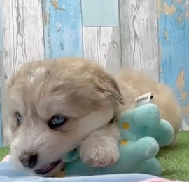 Husky Poodle Puppies For Sale - Pilesgrove Pups