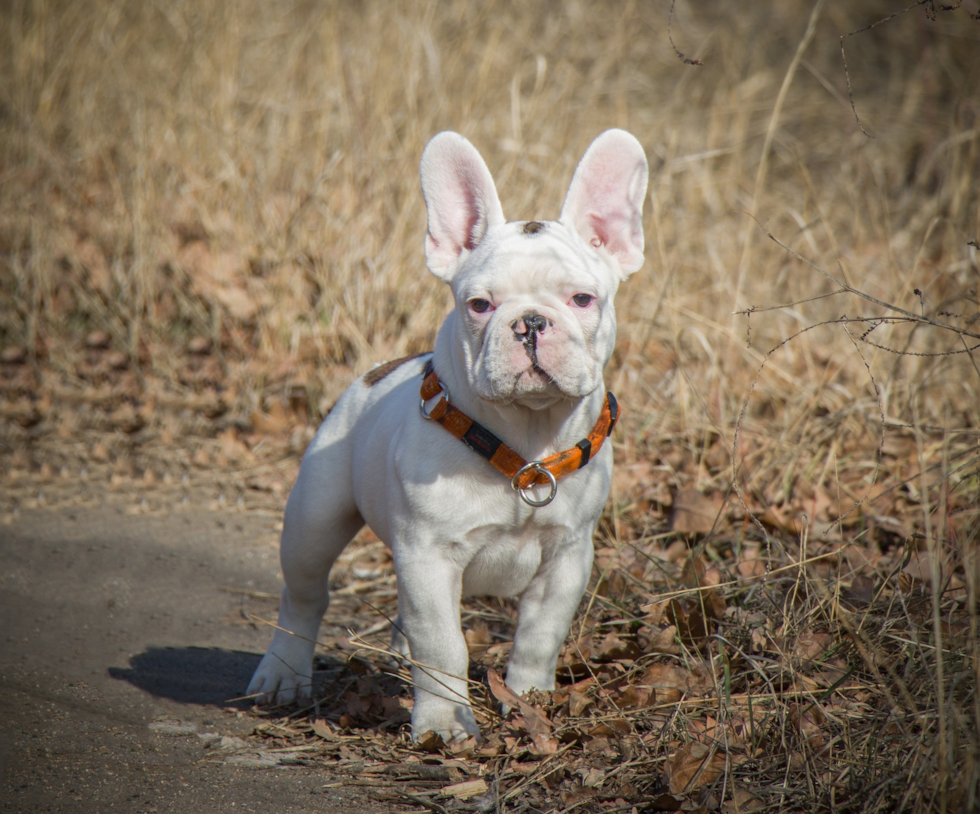 French Bulldog Being Cute