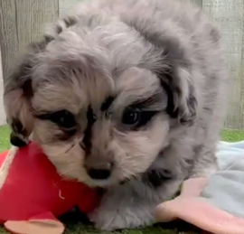 Bichonaranian Puppies For Sale - Pilesgrove Pups