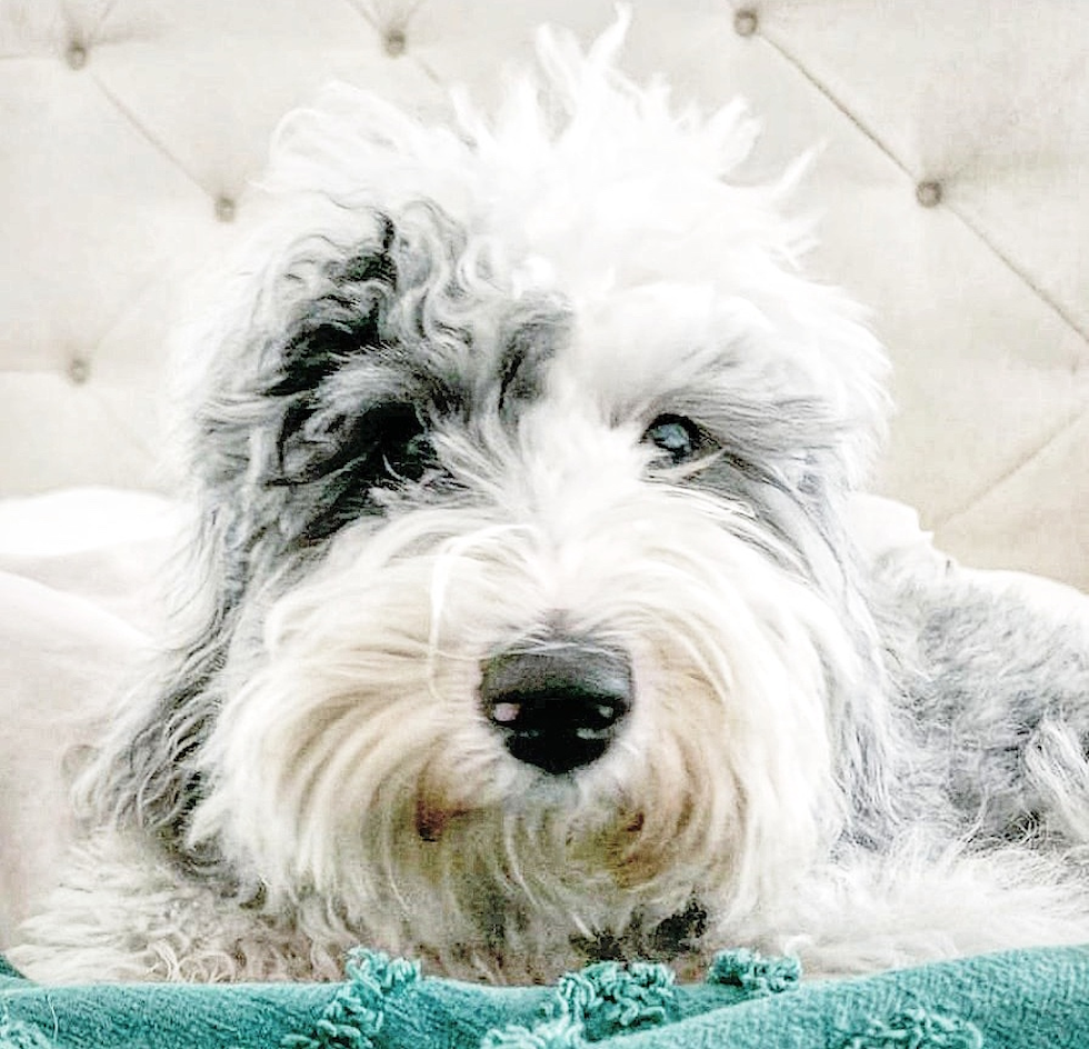 Cute Mini Sheepadoodle Pup