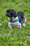 Havanese Being Cute