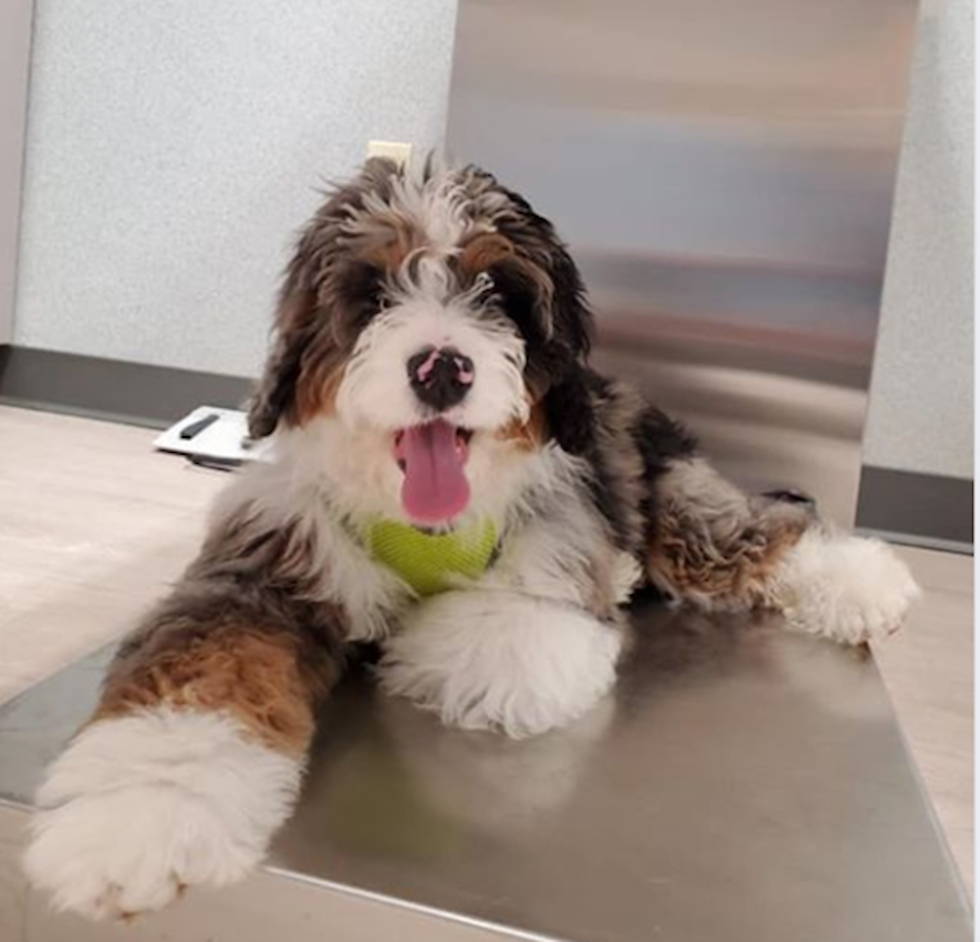 Mini Bernedoodle Being Cute