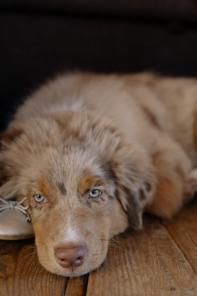 Cute Aussiepoo Poodle Mix Pup