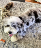 Cute English Sheep Poodle Mix Pup