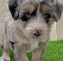 Husky Poo Puppies For Sale - Pilesgrove Pups