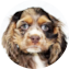 Cocker Spaniel Puppy For Sale - Pilesgrove Pups Cocker Spaniel Puppy For Sale - Pilesgrove Pups