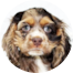 Cocker Spaniel Puppies For Sale - Pilesgrove Pups Cocker Spaniel Puppies For Sale - Pilesgrove Pups