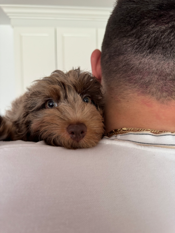 brown merle labradoodle mini being cuddled by a person 