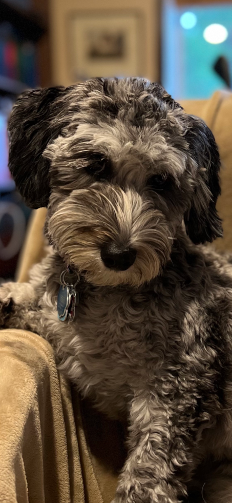 merle mini portidoodle dog with a short haircut sitting on a couch
