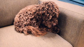 Cute Cocker Spaniel Poodle Mix Pup