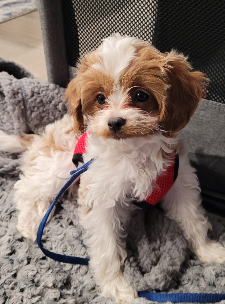 brown and white parti cavapoo sitting on a white rug 
