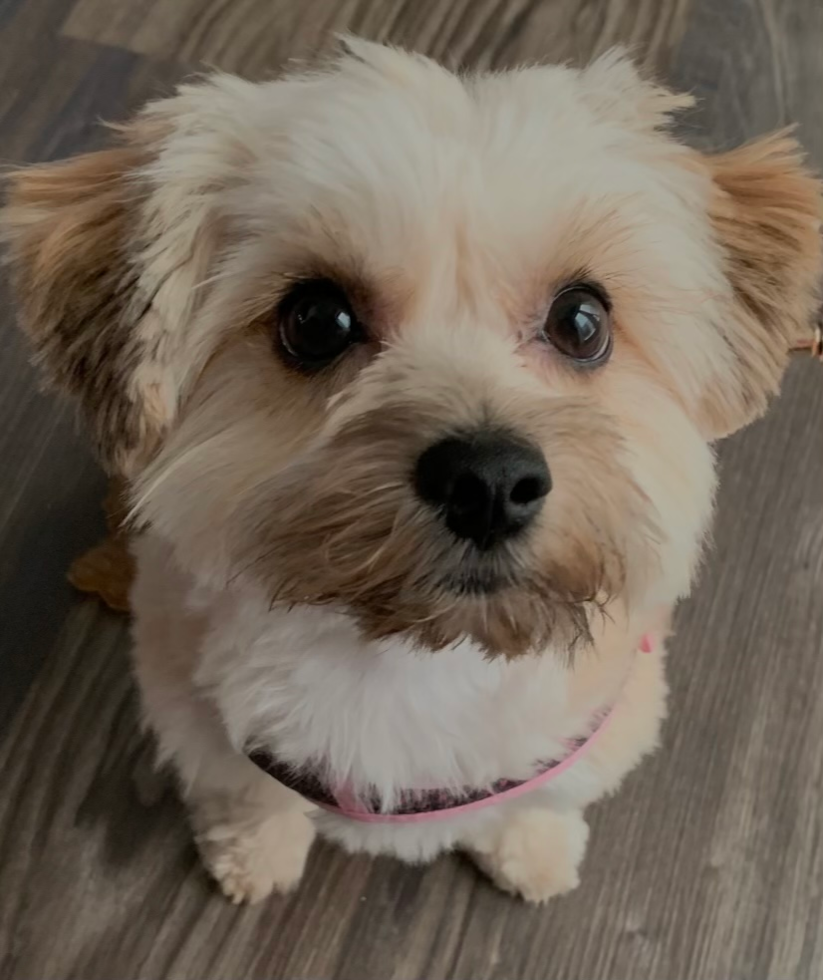 white and tan yorkie chon with black eyes sitting on a wooden floor
