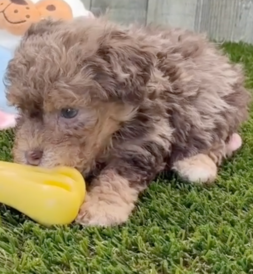 Cute Pudle Purebred Pup