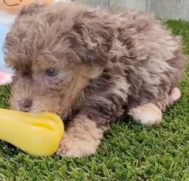 Caniche Puppies For Sale - Pilesgrove Pups