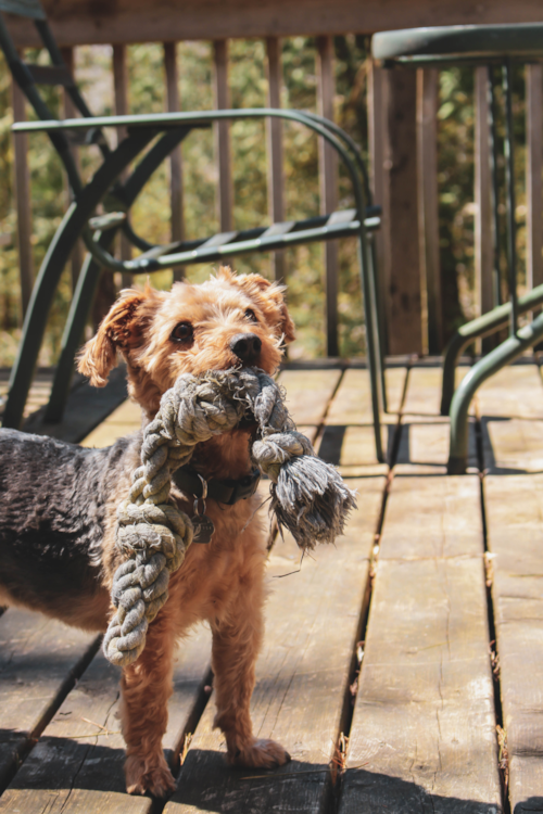 Cute Yorkie Chon Designer Pup