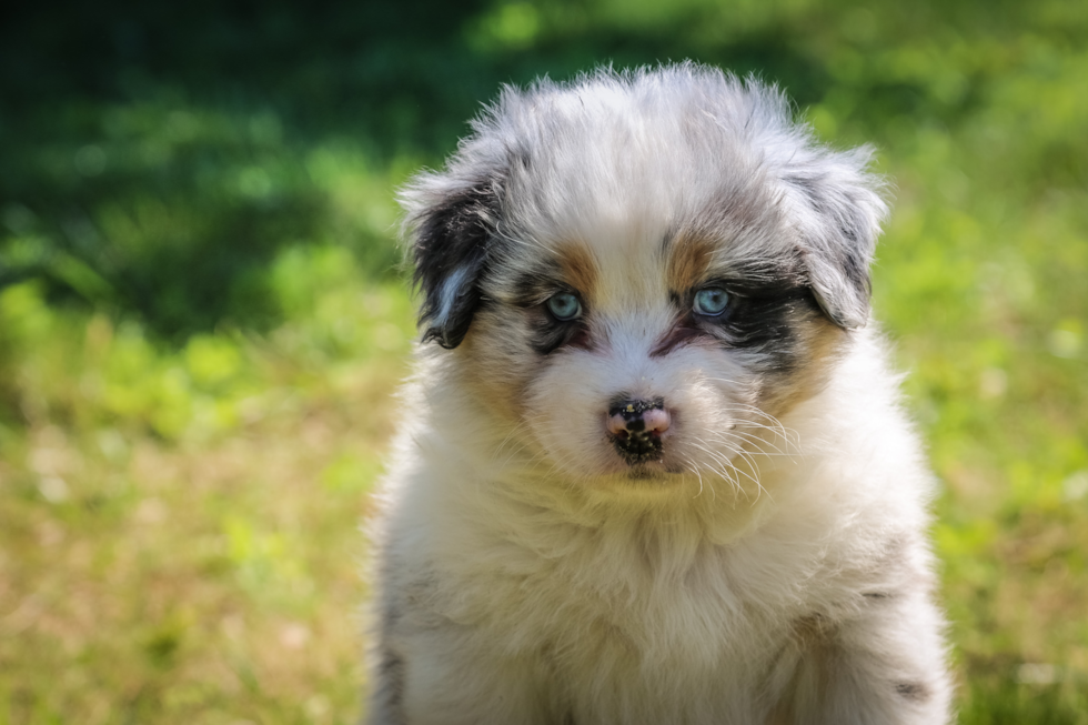 Mini Aussie Being Cute