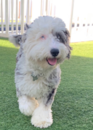 Cute Mini Sheepadoodle Poodle Mix Pup