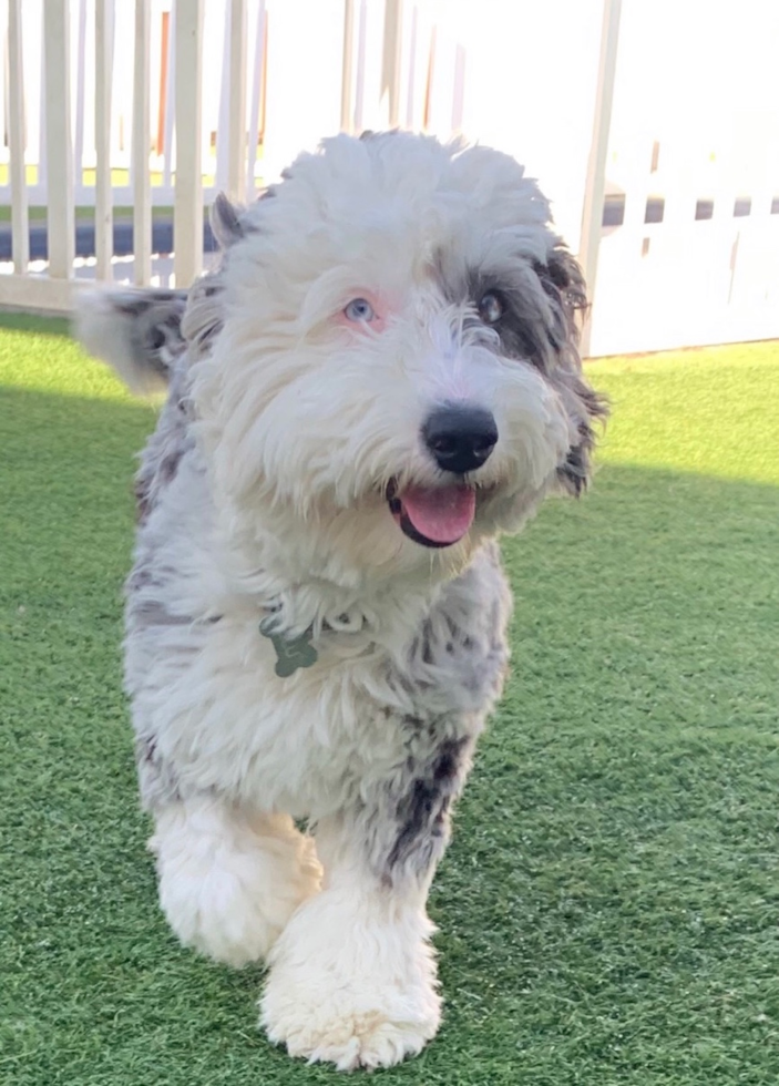 Cute Mini Sheepadoodle Poodle Mix Pup