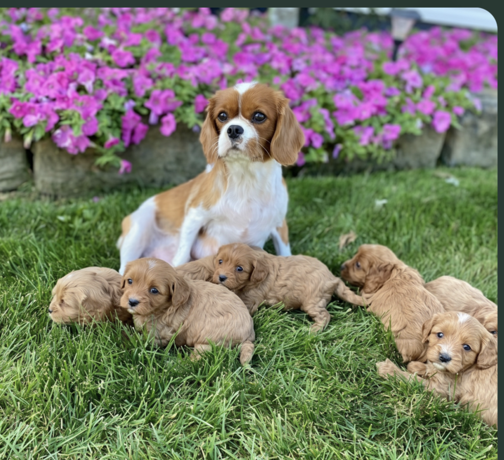 a cavalier king charles spaniel dog with her cavapoo puppies
