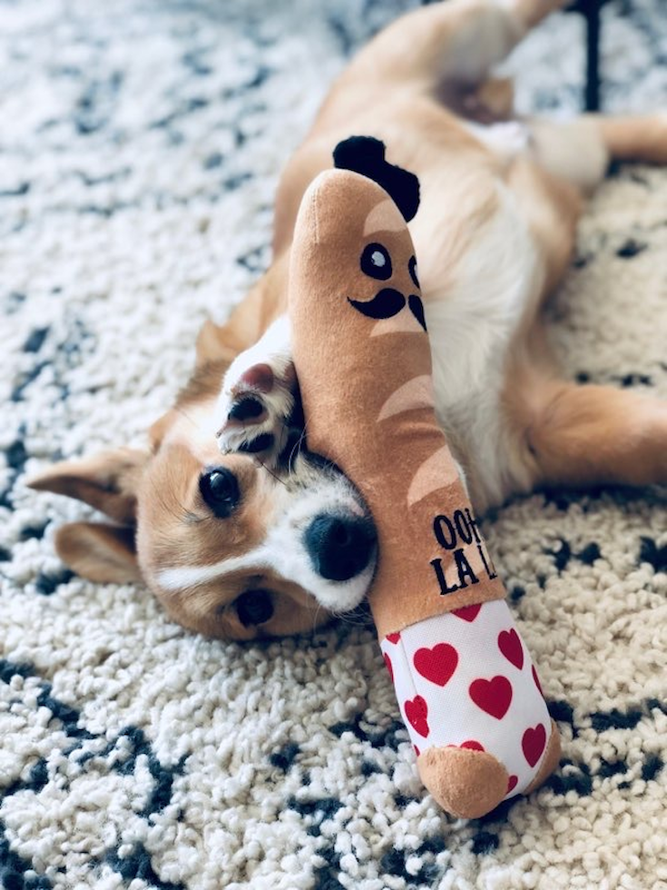 Cute Corgi Purebred Pup