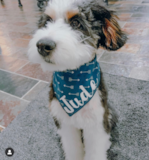 Cute Mini Bernedoodle Poodle Mix Pup