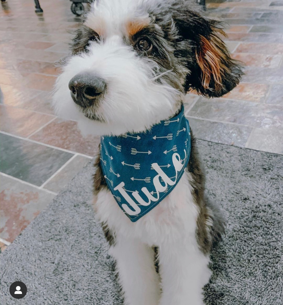 Cute Mini Bernedoodle Poodle Mix Pup