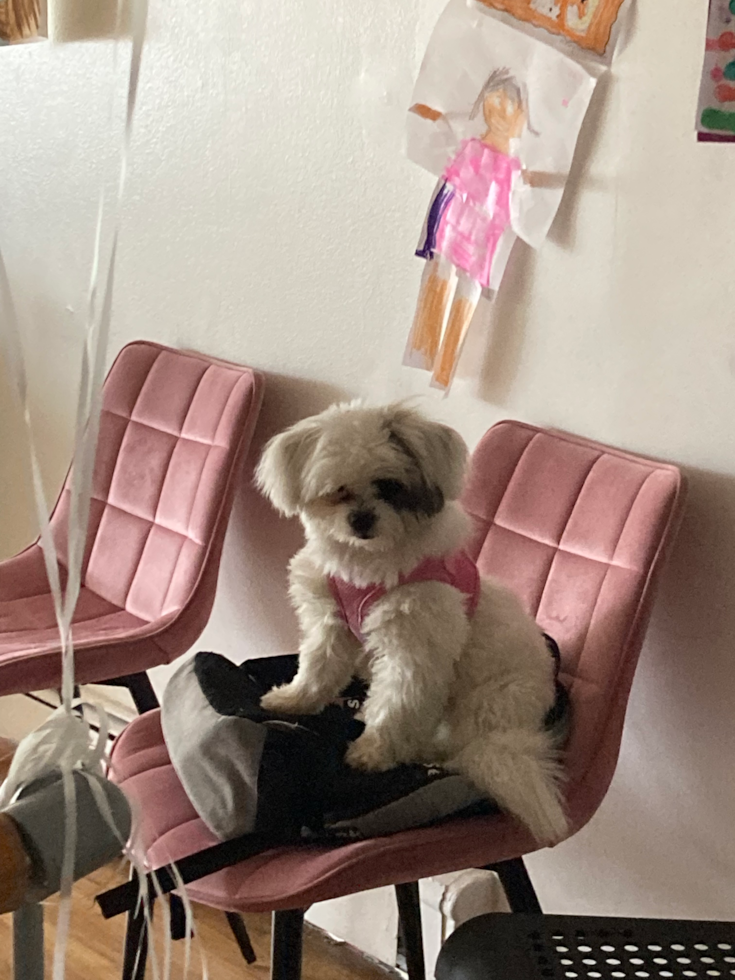 white and black shih pom sitting on a chair 