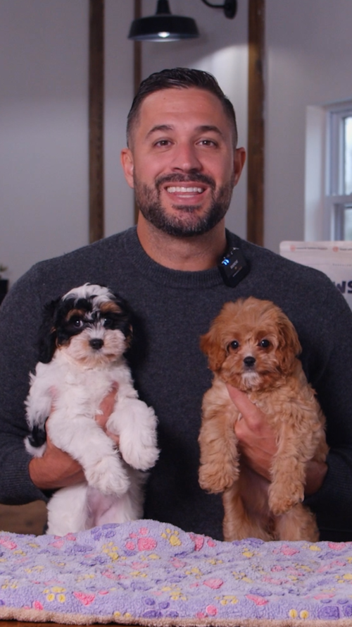 Pilesgrove Pups Two Cavapoos puppies… same breed, totally different vibe. Trending Video
