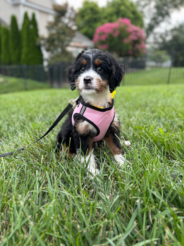 tricolor mini bernedoodle wearing a pink harness sitting on the grass