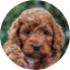 Mini Irish Doodle Puppy For Sale - Pilesgrove Pups Mini Irish Doodle Puppy For Sale - Pilesgrove Pups