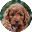 Mini Irish Doodle Puppies For Sale - Pilesgrove Pups Mini Irish Doodle Puppies For Sale - Pilesgrove Pups