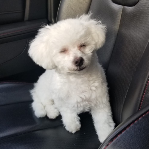 Cute Bichon Frise Purebred Pup