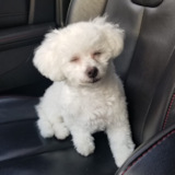 Cute Bichon Frise Purebred Pup