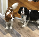 Cute Cavalier King Charles Spaniel Pup