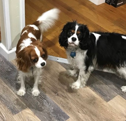 Cute Cavalier King Charles Spaniel Pup