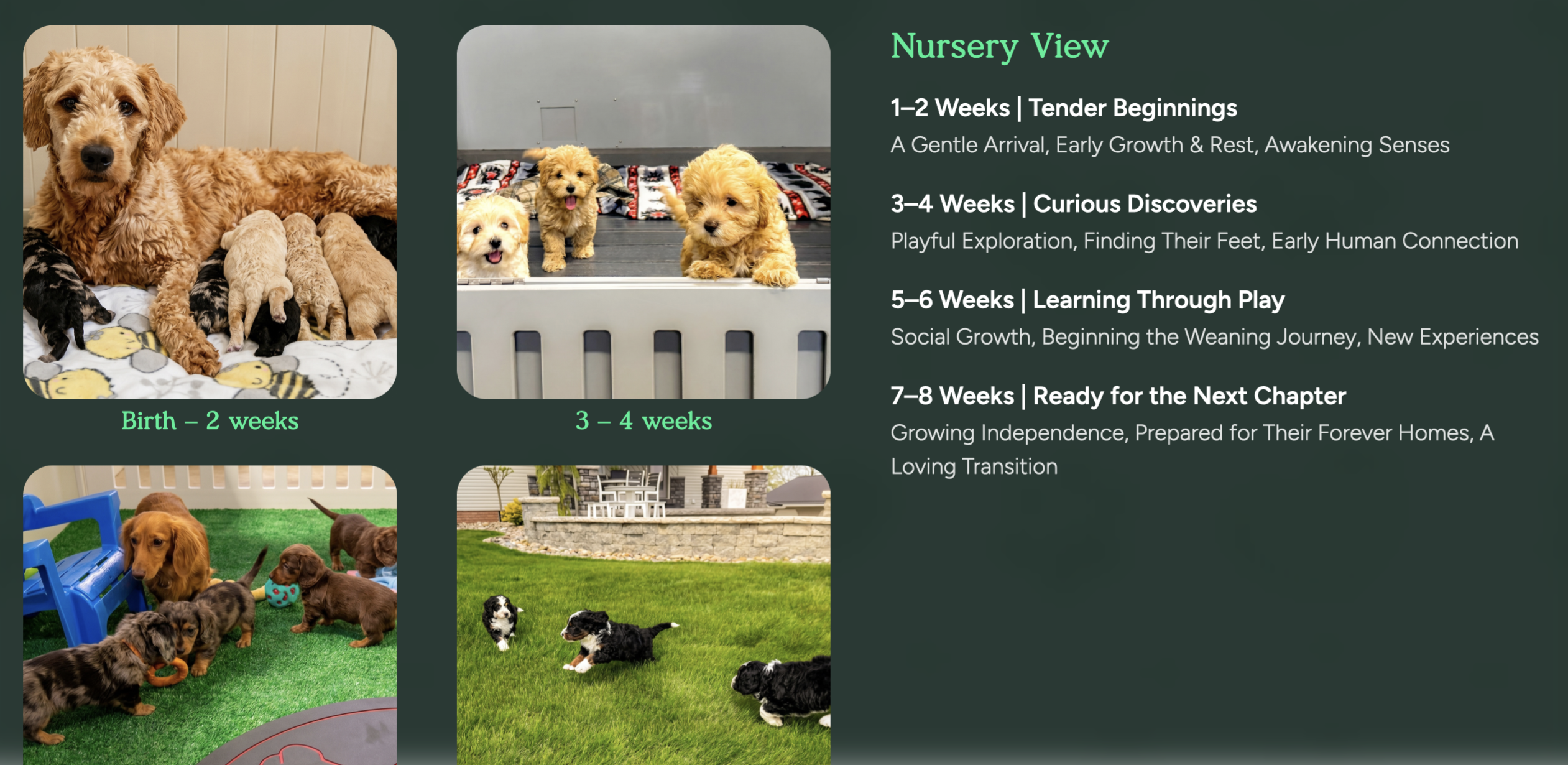 nuersery view at pilesgrove pups - is pilesgrove pups a broker