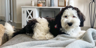 Mini Sheepadoodle Being Cute