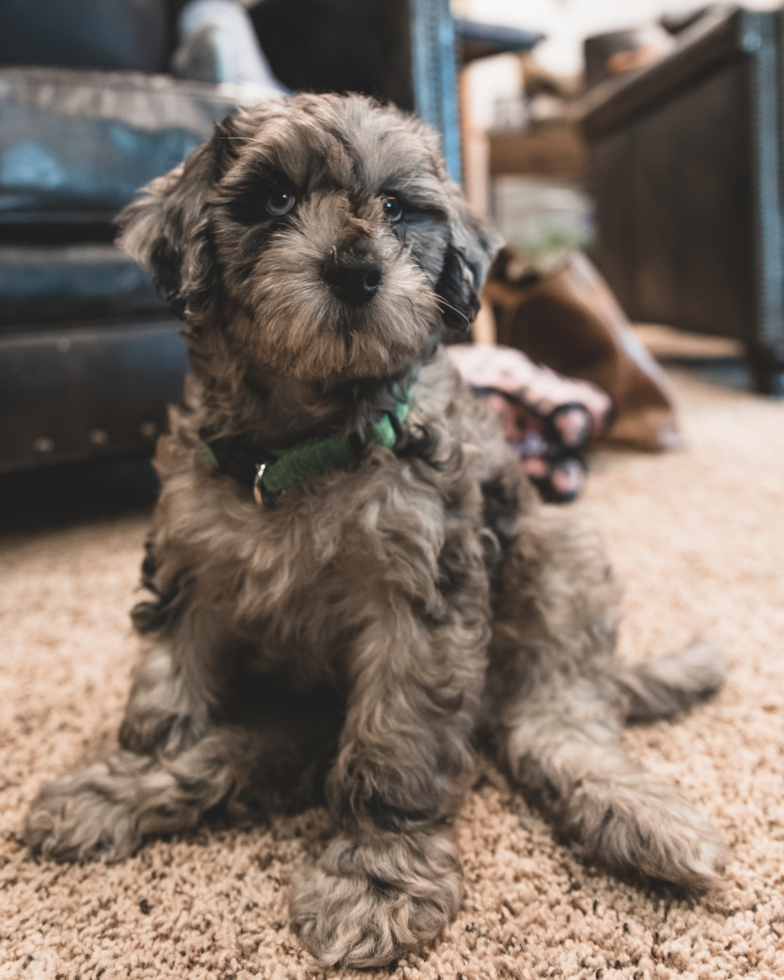 merle mini portidoodle puppy sitting on the floor 
