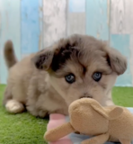 Playful Mini Pomskydoodle Poodle Mix Pup