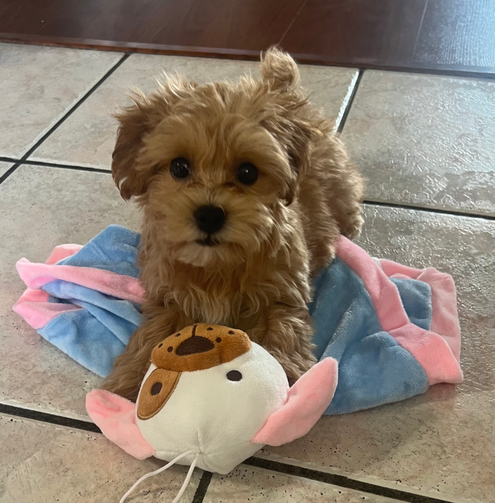 small maltipoo puppy with brown hair playing with a puppy blanket