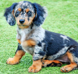 Mini Doxiedoodle Puppies For Sale